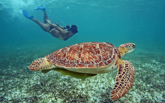 Cancun Transfers hacia Akumal